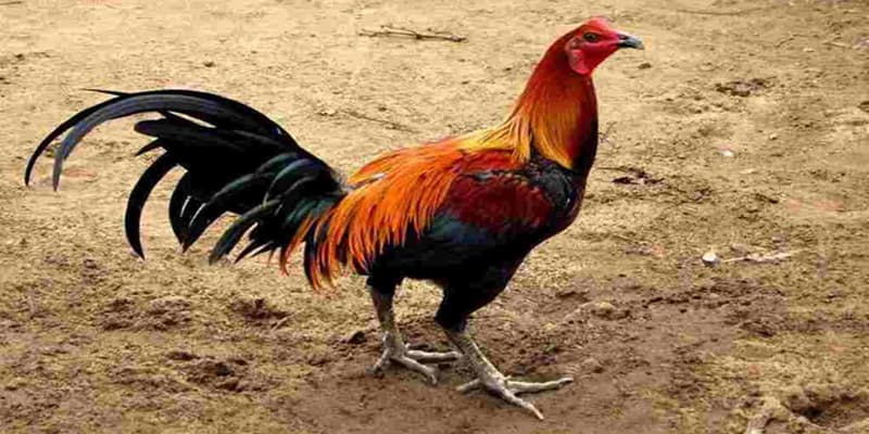 Điểm danh những giống gà đá Peru