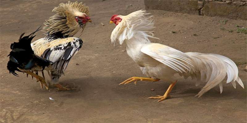 Tìm hiểu thông tin về gà đá bị tang
