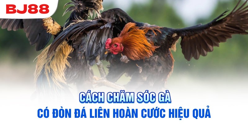 Cách chăm sóc và huấn luyện hiệu quả đạt kỹ năng đỉnh cao
