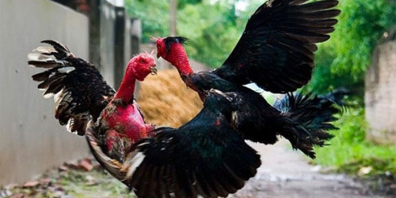 Giới thiệu chung về lối đá sỏ