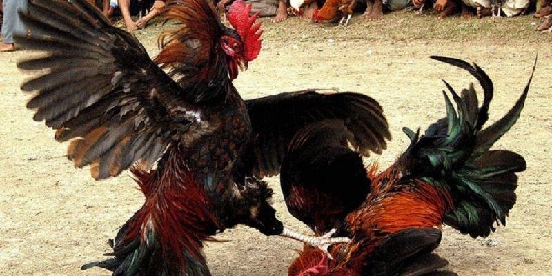 Thành thạo thế đá dĩa sẽ giúp cho gà chiến có nhiều ưu thế hơn