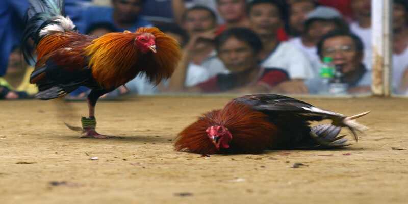 Một số lưu ý khi tập đá đâm hang cua cho chiến kê